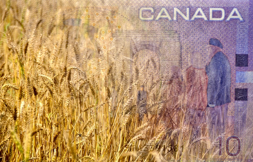 Global Weather And Disease Supporting Grain Prices-Affect on Canadian Agri-Stocks